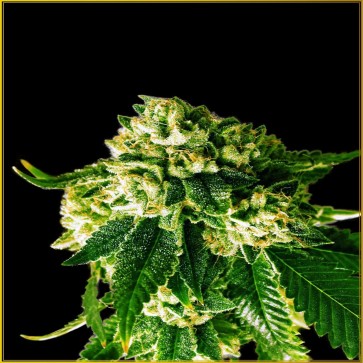Cannabis seeds Russian Gold Feminised